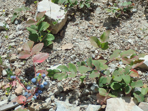 GDMBR: Wild Huckleberries that the Bears missed.